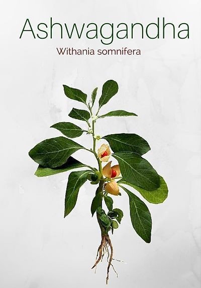 stress relief gummies